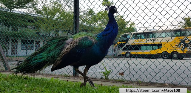 Peacock3