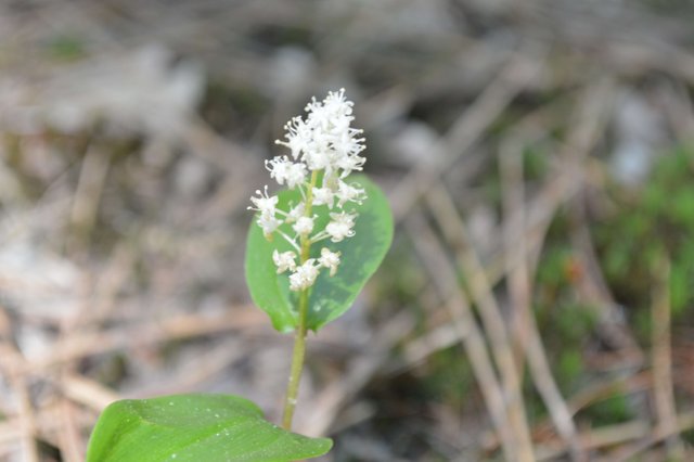 False Lily of the Valley