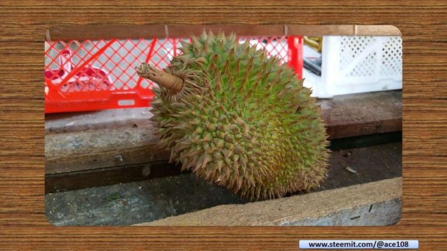 Durian07