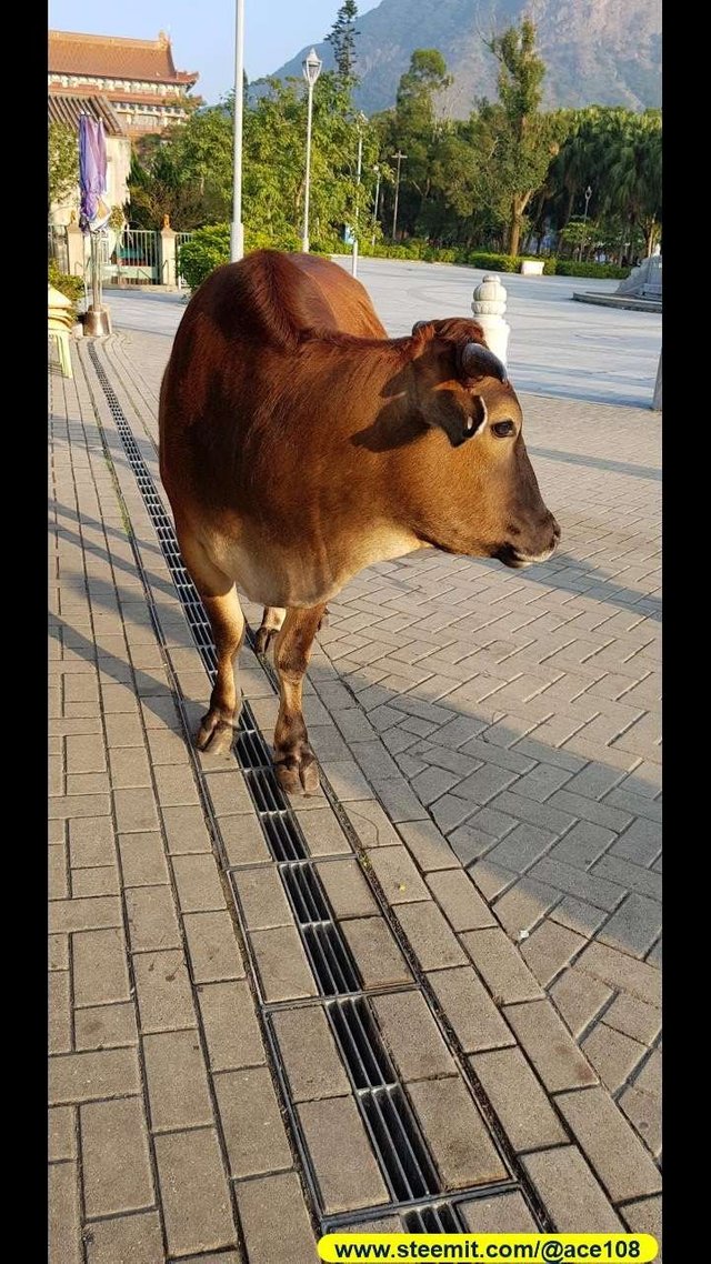 Cow5