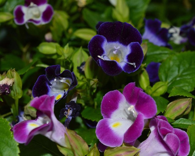 Torenia