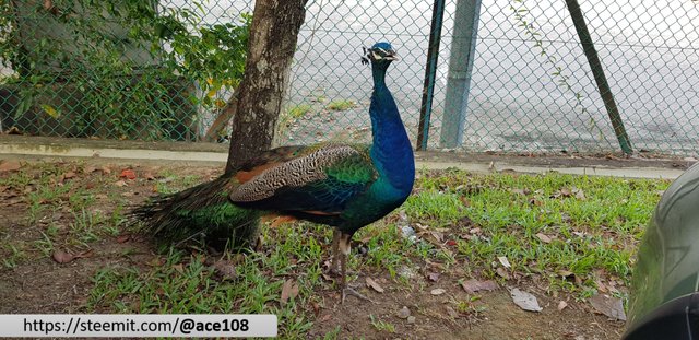 Peacock 6
