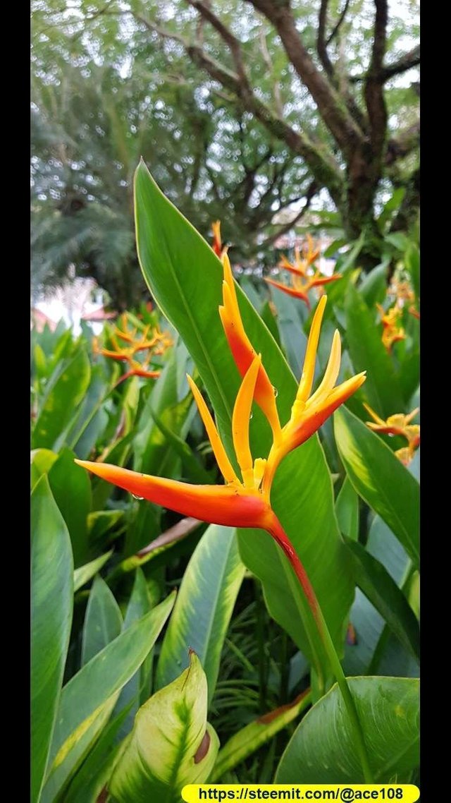 Bird of paradise 1