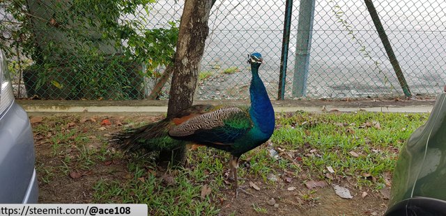 Peacock 9