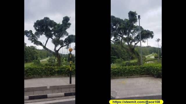 Sentosa supported tree