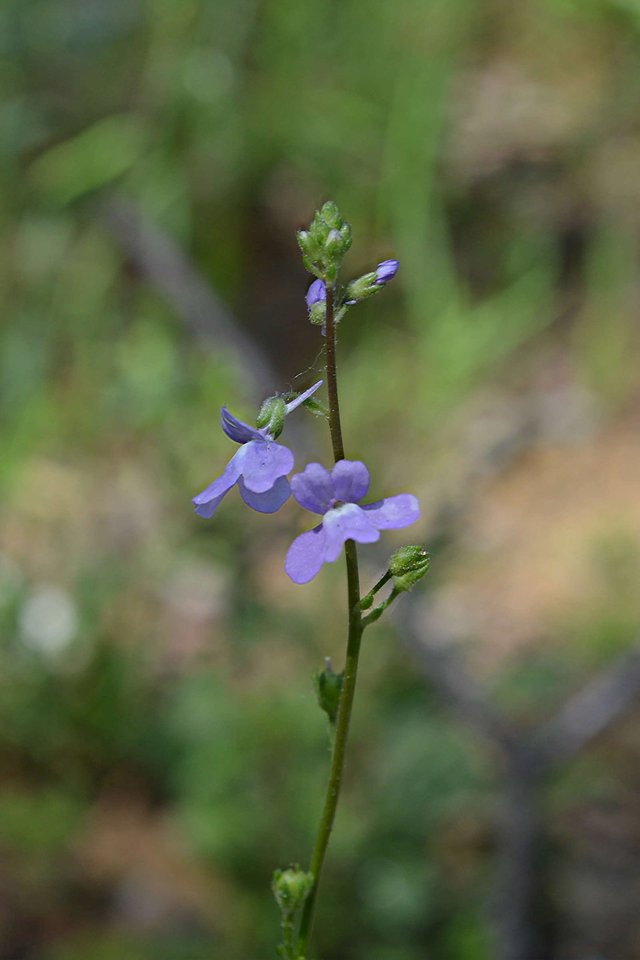 Blue Toadflax