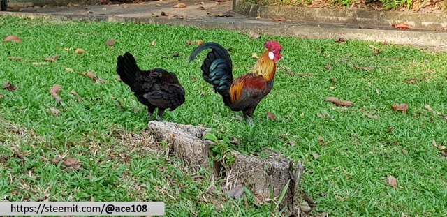 Fowls 5