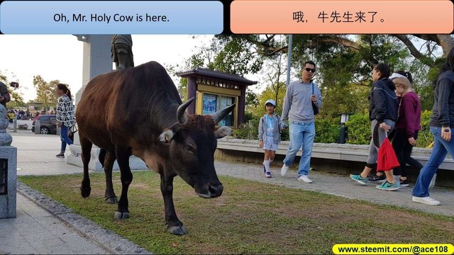 cow is here