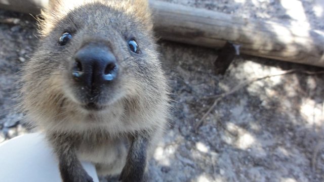 Quokka che sniffa