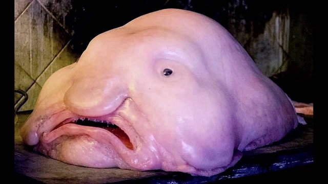 The UGLIEST Fish in the world! (TRANSLATED) — Steemit