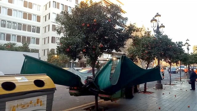 Valencia Oranges Harvest Machine - Shake it like it’s HOT! Weird Machines