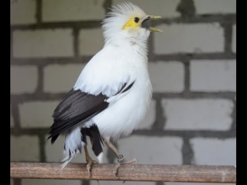 Threatened Birds Jalak Putih Steemit