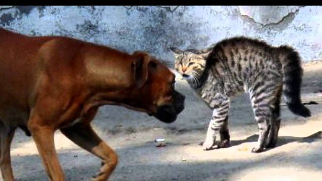 Perros y gatos peleando