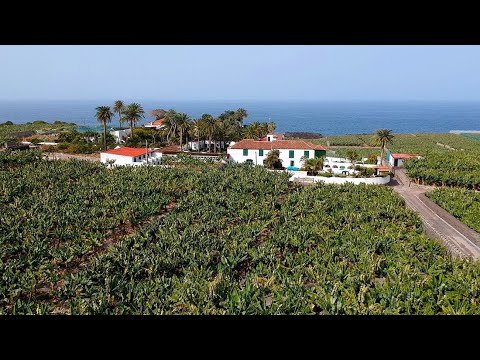 Drone Footage: Banana Trees As Far As You Can See + Rough Tenerife Lava Coast