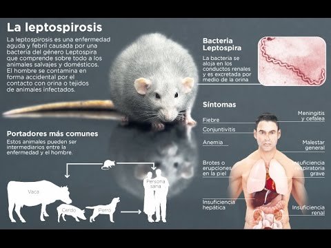 Image result for leptospirosis