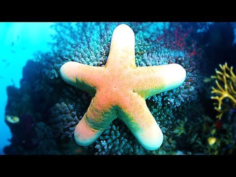 Starfish Eyes