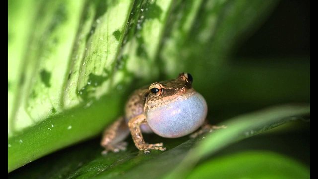 In Hawaii, Invasive Frogs May Be Helping Invasive Birds — Steemit