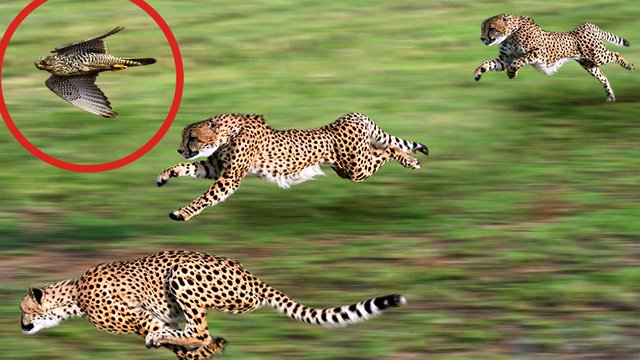 The fastest animals in the world — Steemit
