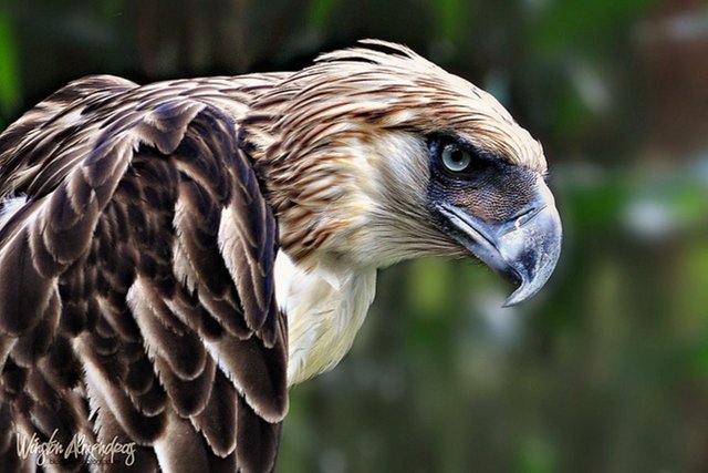Endangered Species #13 The Philippine Eagle — Steemit