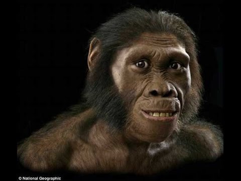 Ancestor man resembles a gorilla — Steemit