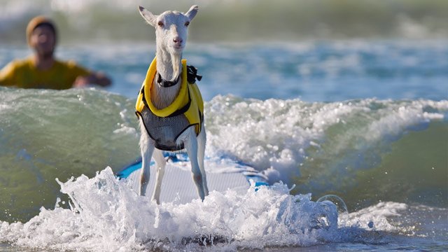 goat surf