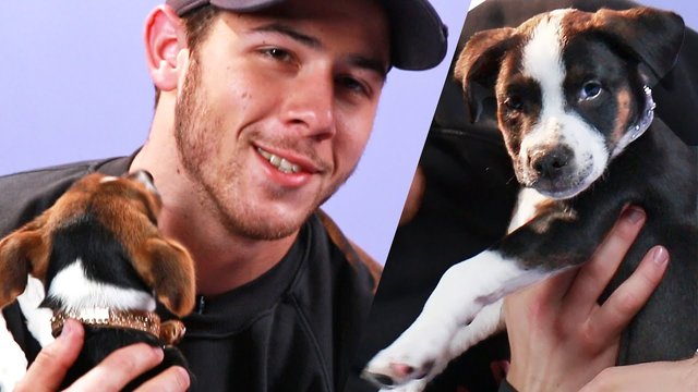 Image result for nick jonas pets