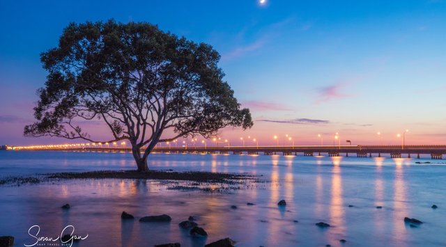 Best place to photograph the Brighton Tree by Snap Travel Blog