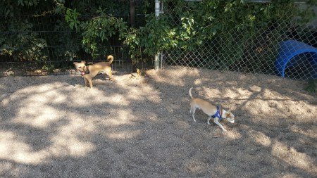 Berkeley Dog Park 1