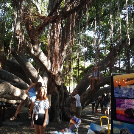 The Banyan Tree in Courthouse Square