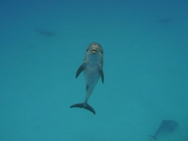 Wildquest Baby Bottlenose Dolphin