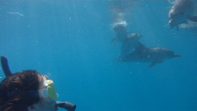 Wildquest Looking Dolphins