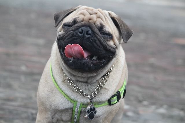pug.jpg?fit=640%2C426&ssl=1