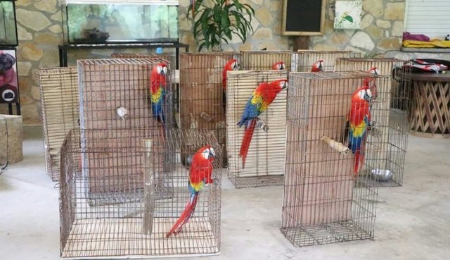 guacamayas.jpg?resize=1045%2C602&quality=95&ssl=1