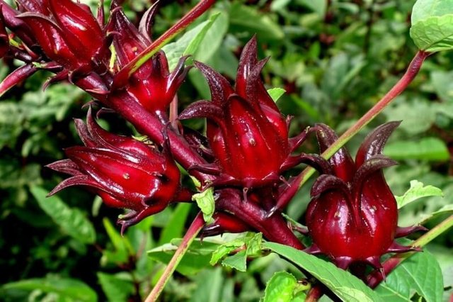 May 31, 2022 · resep jelly buah susu. Bunga Rosella Steemit
