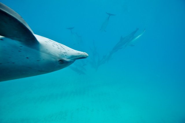 Wildquest Dolphin Pod Gathers