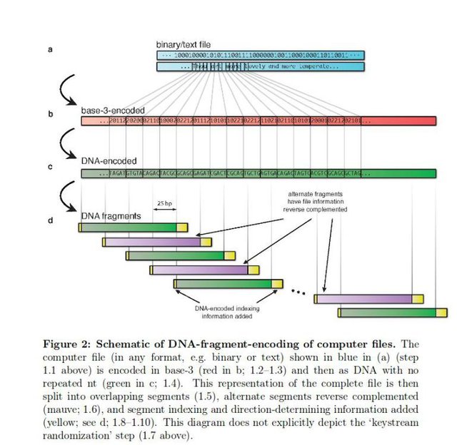 bitcoin mouse dna