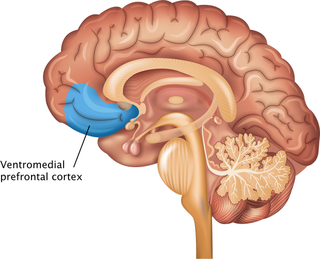 Image of the prefrontal cortex