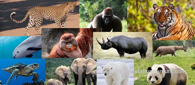 The following is a list of endangered animals according to data from the  World Wide Fund for Nature (WWF). — Steemit