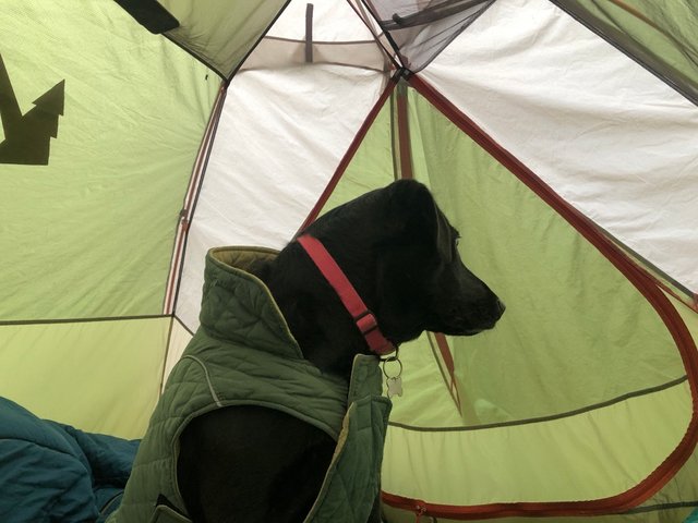 Stella (the dog) in a our tent