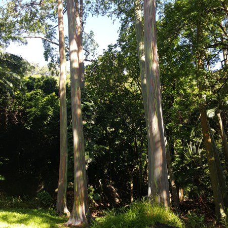 Rainbow Eucalyptus Trees