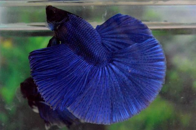 Ikan Cupang Betta Fish Steemit