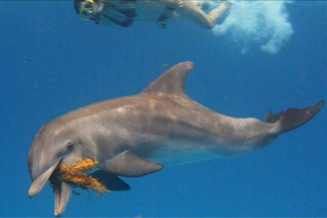 Wildquest Baby Bottlenose Dolphin Seaweed