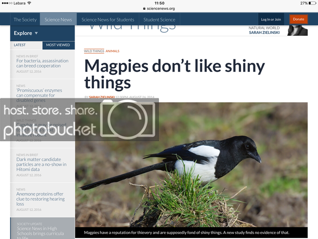 Do magpies like shiny objects after all? — Steemit