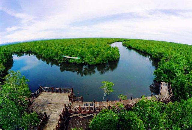 Hutan Mangrove Kota Langsa Steemit