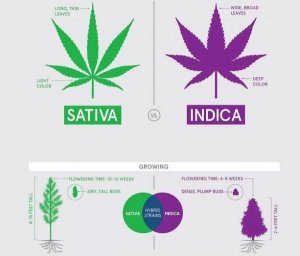 Sativa vs Indica