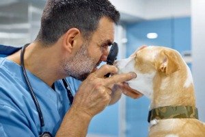 CBD for glaucoma in dogs