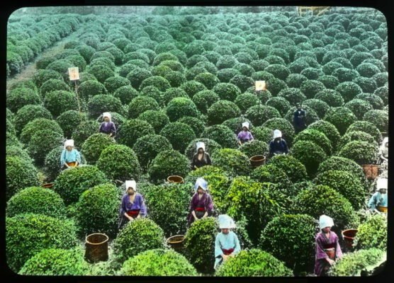 Как собирали и делали зеленый чай в Японии в начале XX века