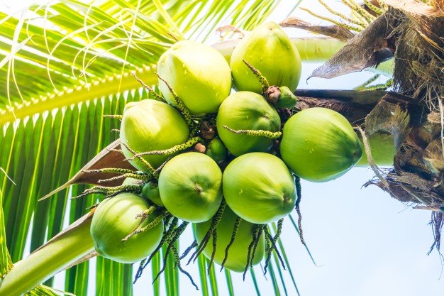 👍 Importance of coconut tree. Coconut tree Facts. 2019-02-26