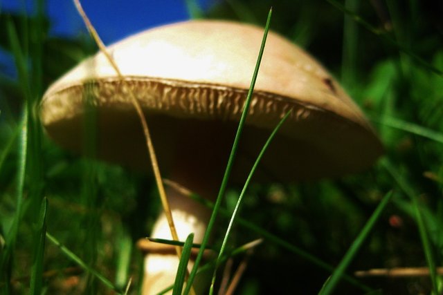 Blue Sky & Green Grass