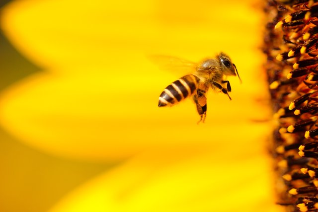 Math Bee: las abejas parecen entender la noción de cero